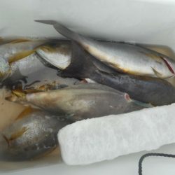 大進丸（愛知） 釣果