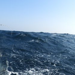 Fisherman Dreams DI 釣果