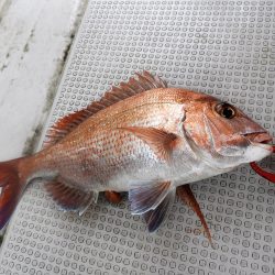 Fisherman Dreams DI 釣果