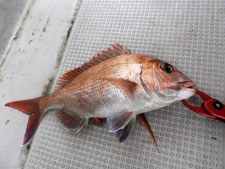 Fisherman Dreams DI 釣果