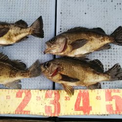 第二常豊丸 釣果