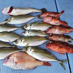 第二常豊丸 釣果