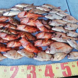 第二常豊丸 釣果
