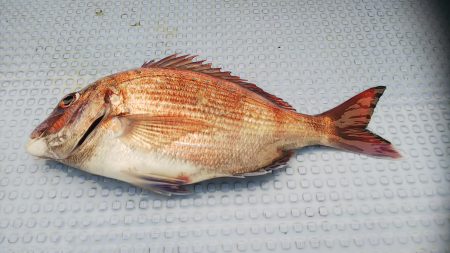 第二常豊丸 釣果