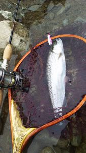 会津大川（会津非出資漁業協同組合） 釣果