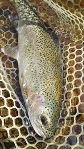 会津大川（会津非出資漁業協同組合） 釣果