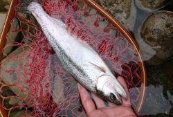 会津大川（会津非出資漁業協同組合） 釣果