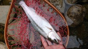 会津大川（会津非出資漁業協同組合） 釣果