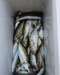 和歌山マリーナシティ釣り公園 釣果