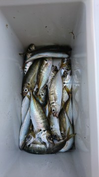 和歌山マリーナシティ釣り公園 釣果