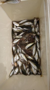 和歌山マリーナシティ釣り公園 釣果