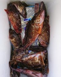 和歌山マリーナシティ釣り公園 釣果