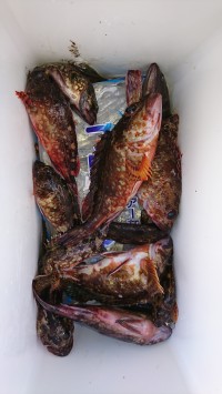 和歌山マリーナシティ釣り公園 釣果