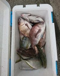 和歌山マリーナシティ釣り堀 釣果