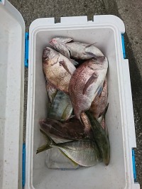 和歌山マリーナシティ釣り堀 釣果