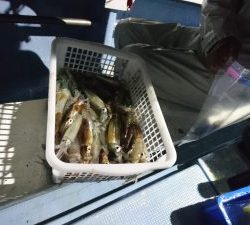 舵丸 釣果