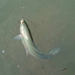 フィッシングエリア帝釈 釣果