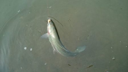 フィッシングエリア帝釈 釣果