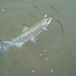 フィッシングエリア帝釈 釣果