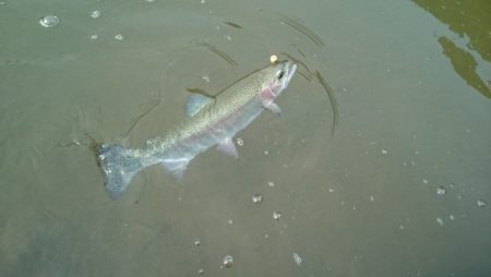 フィッシングエリア帝釈 釣果