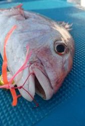 愛海丸 釣果