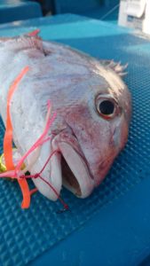 愛海丸 釣果
