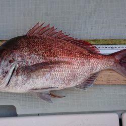 フィッシングボートACE(エース) 釣果