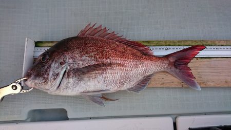 フィッシングボートACE(エース) 釣果