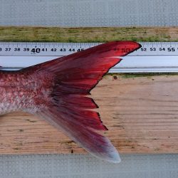 フィッシングボートACE(エース) 釣果