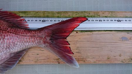 フィッシングボートACE(エース) 釣果