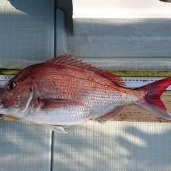 フィッシングボートACE(エース) 釣果