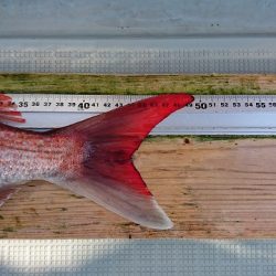 フィッシングボートACE(エース) 釣果