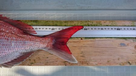 フィッシングボートACE(エース) 釣果