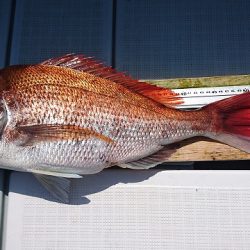 フィッシングボートACE(エース) 釣果