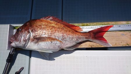 フィッシングボートACE(エース) 釣果