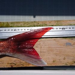 フィッシングボートACE(エース) 釣果