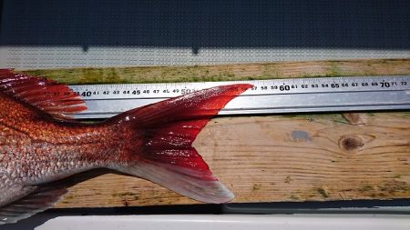 フィッシングボートACE(エース) 釣果