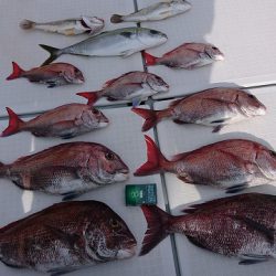 フィッシングボートACE(エース) 釣果