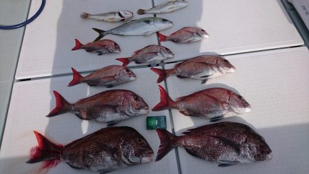 フィッシングボートACE(エース) 釣果