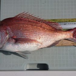 フィッシングボートACE(エース) 釣果