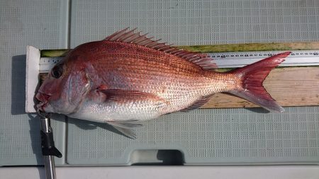 フィッシングボートACE(エース) 釣果