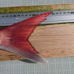 フィッシングボートACE(エース) 釣果