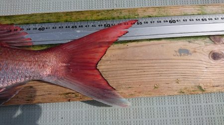 フィッシングボートACE(エース) 釣果