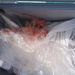 シードリーム 釣果