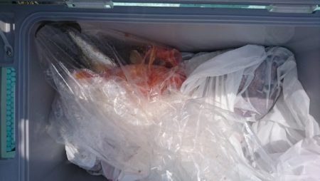 シードリーム 釣果