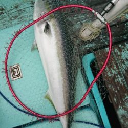 シードリーム 釣果