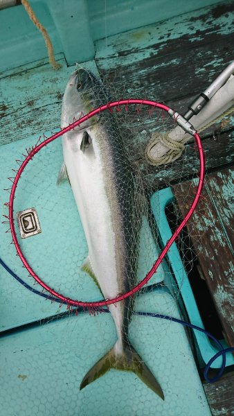 シードリーム 釣果