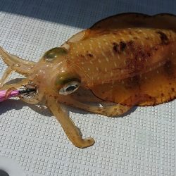 フィッシングボートACE（エース） 釣果