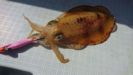 フィッシングボートACE（エース） 釣果