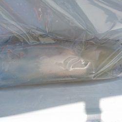 フィッシングボートACE（エース） 釣果